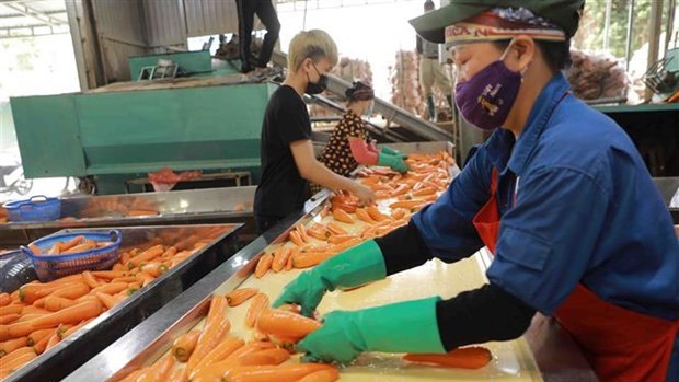 Hai Duong ships abroad first 250 tonnes of carrots in 2022